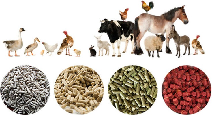 Animal-based Compound Feed Market