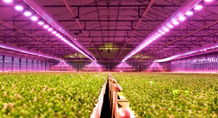 Commercial LED Grow Light Market