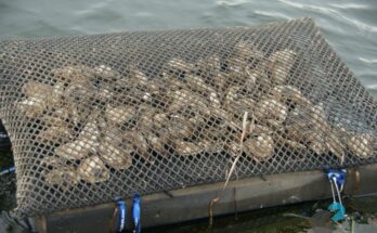 Floating Oyster Bag Market