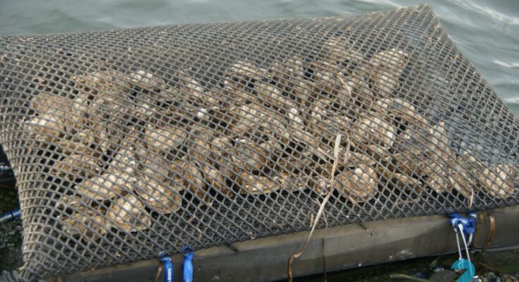 Floating Oyster Bag Market