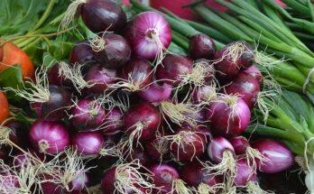 Fresh Onions Market