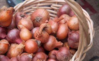 Fresh Shallots Market