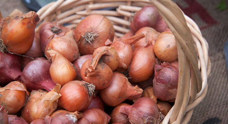 Fresh Shallots Market