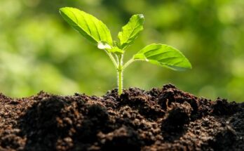 Inorganic Soil Amendments Market