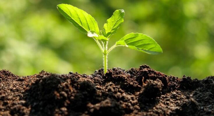 Inorganic Soil Amendments Market