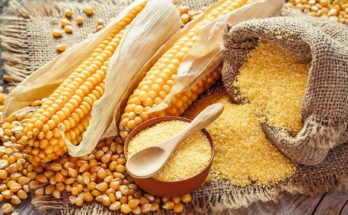 Maize Gluten Feed Market