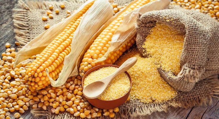 Maize Gluten Feed Market