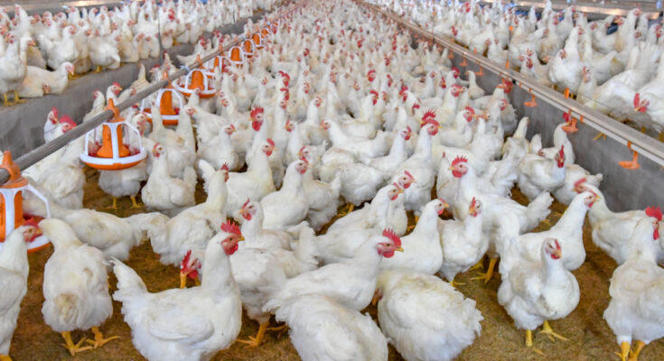 Poultry Farm Management Software Market