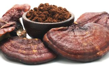 Red Reishi Mushroom Extract Powder Market