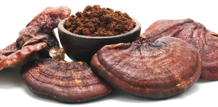 Red Reishi Mushroom Extract Powder Market