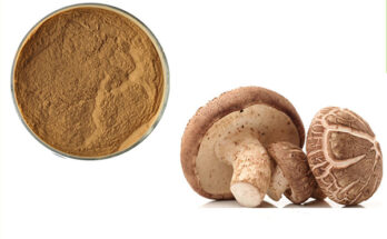 Shiitake Mushroom Extract Powder Market