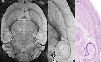 Small Animal Imaging