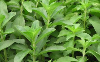 Stevia Rebaudiana Market