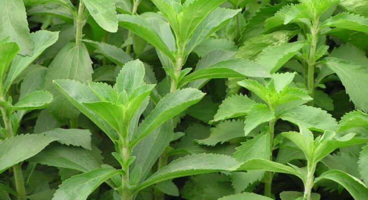 Stevia Rebaudiana Market