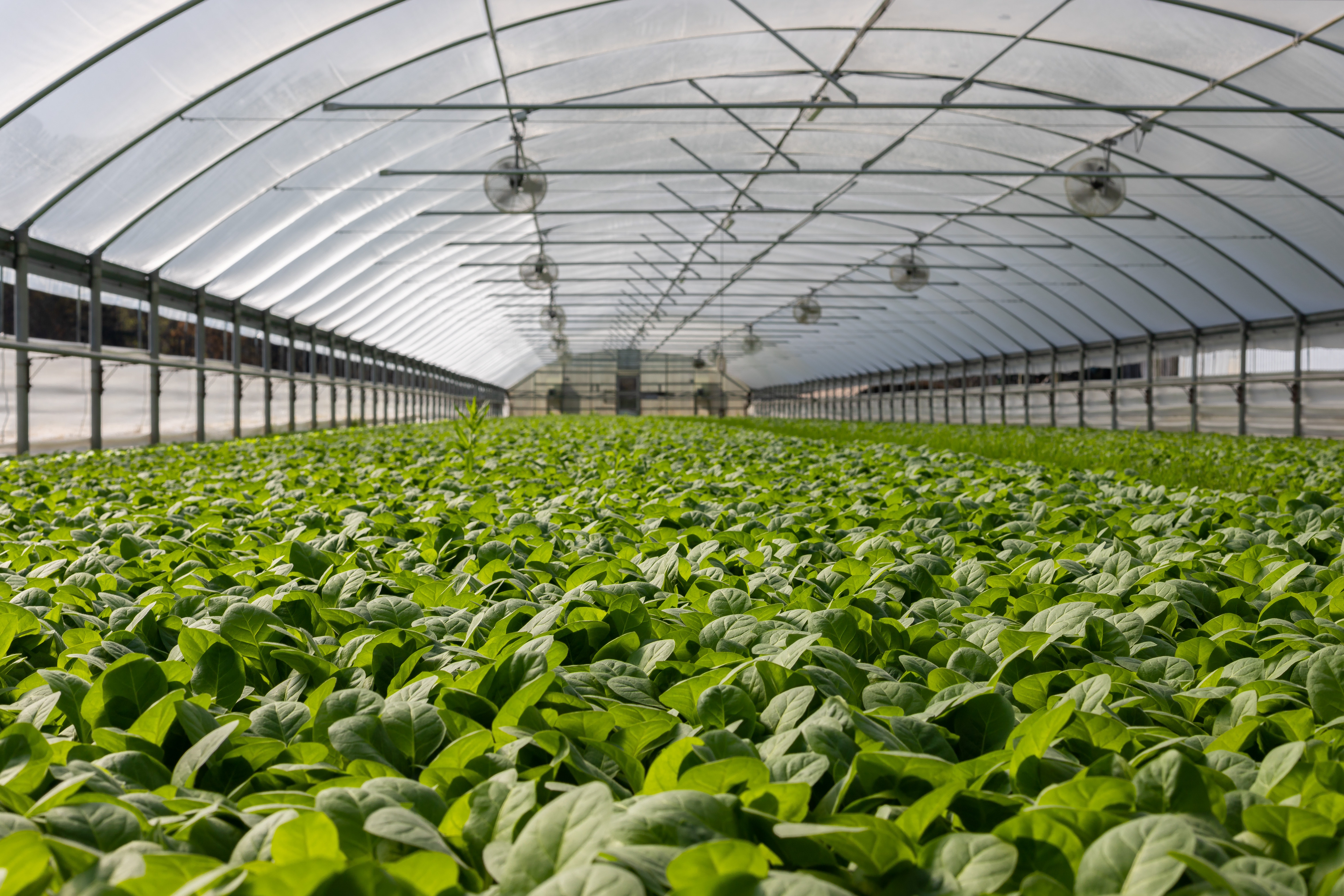 commercial greenhouse market