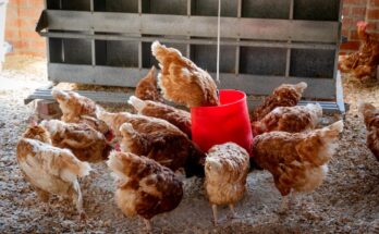 Poultry Feed Amino Acids Market