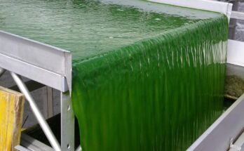 Algal Biomass Market