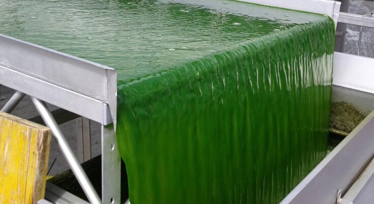 Algal Biomass Market