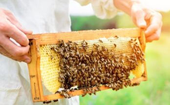 Beekeeping Market