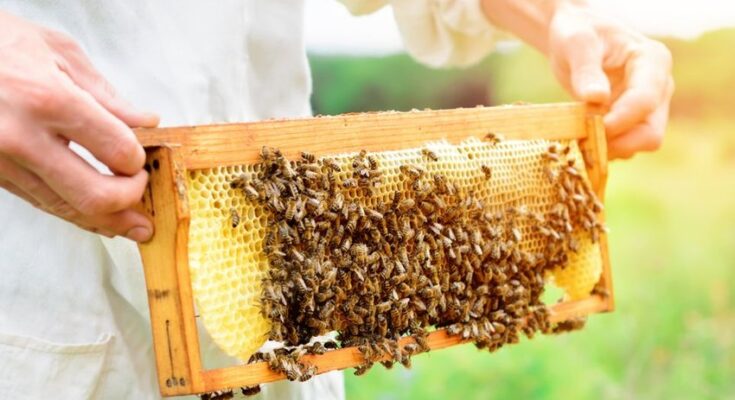 Beekeeping Market