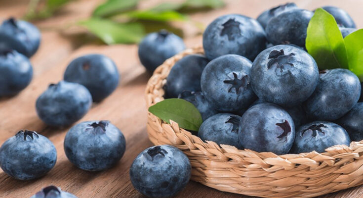 Blueberry Extract Market