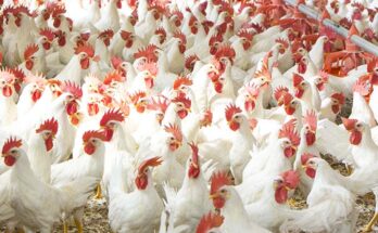 Broiler Farming Market