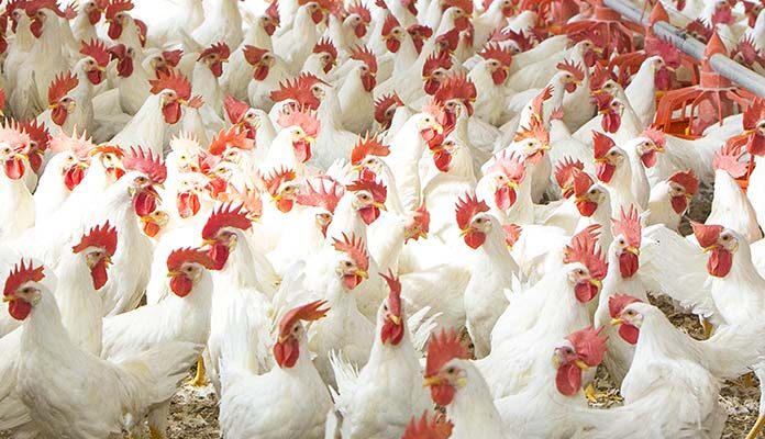 Broiler Farming Market