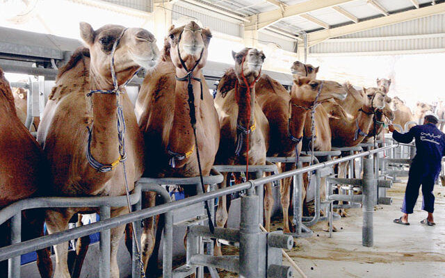 Camel Dairy Market