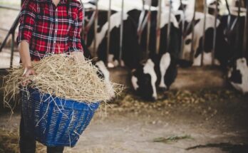 Cattle Feed & Feed Additives Market