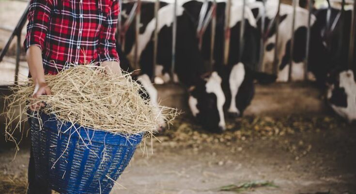 Cattle Feed & Feed Additives Market