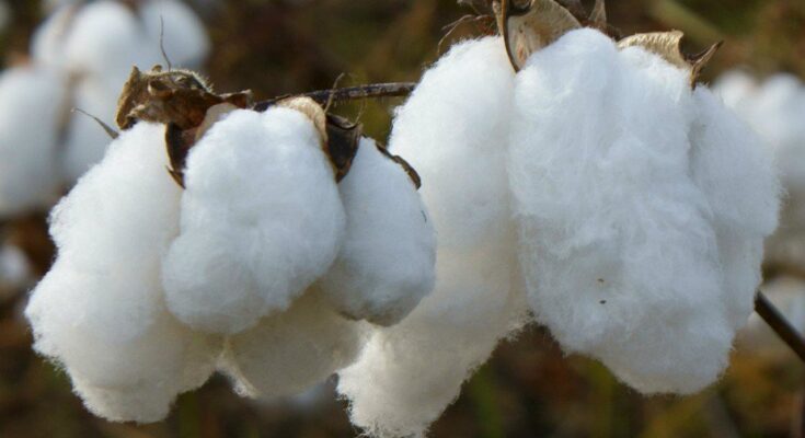 Cotton Seeds Market