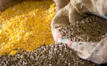 Feed Additives Market