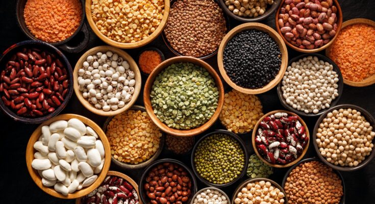 Oilseed and Grain Seed Market