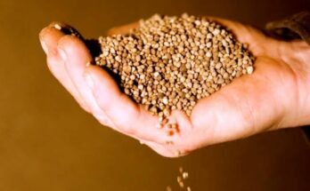 Phosphorous Solution Bio Fertiliser Market