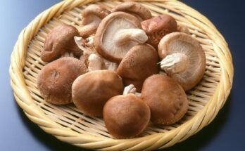 Shiitake Mushroom Market