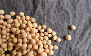 Soy Protein Market