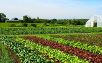 Vegetable and Plant Seed Market