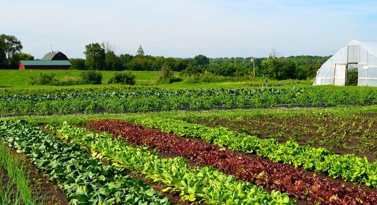 Vegetable and Plant Seed Market