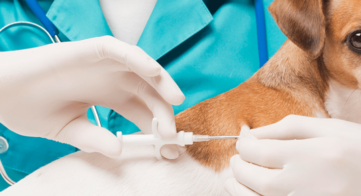 Veterinary Diagnostic Reagents Market