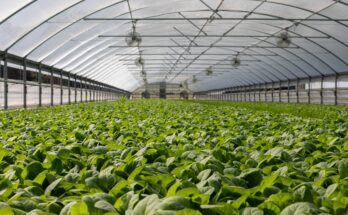 commercial greenhouse market