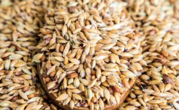 forage seeds market