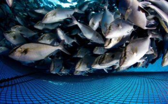 Aquaculture Products Market