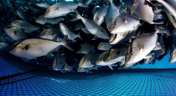 Aquaculture Products Market