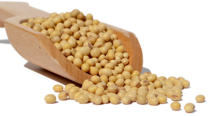 GMO Soybean Market