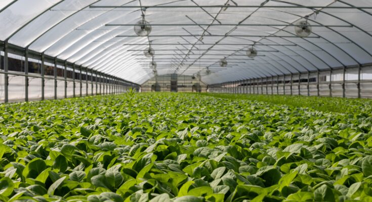 Greenhouse Horticulture Market