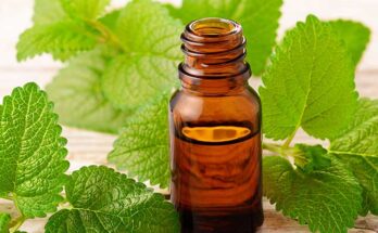 Lemon Balm Extract Market