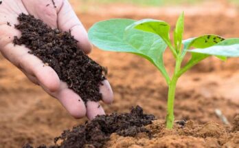 Organic Manure Market