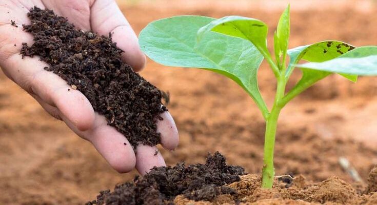 Organic Manure Market