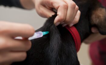 Veterinary Vaccines Market