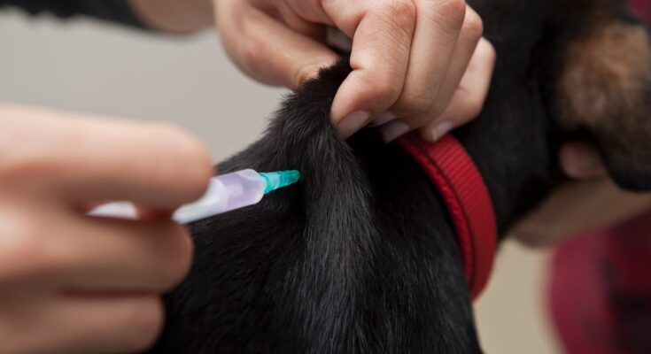 Veterinary Vaccines Market